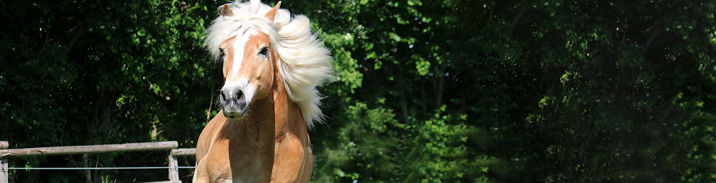 Haflinger