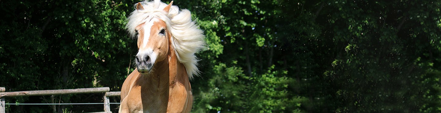 Haflinger