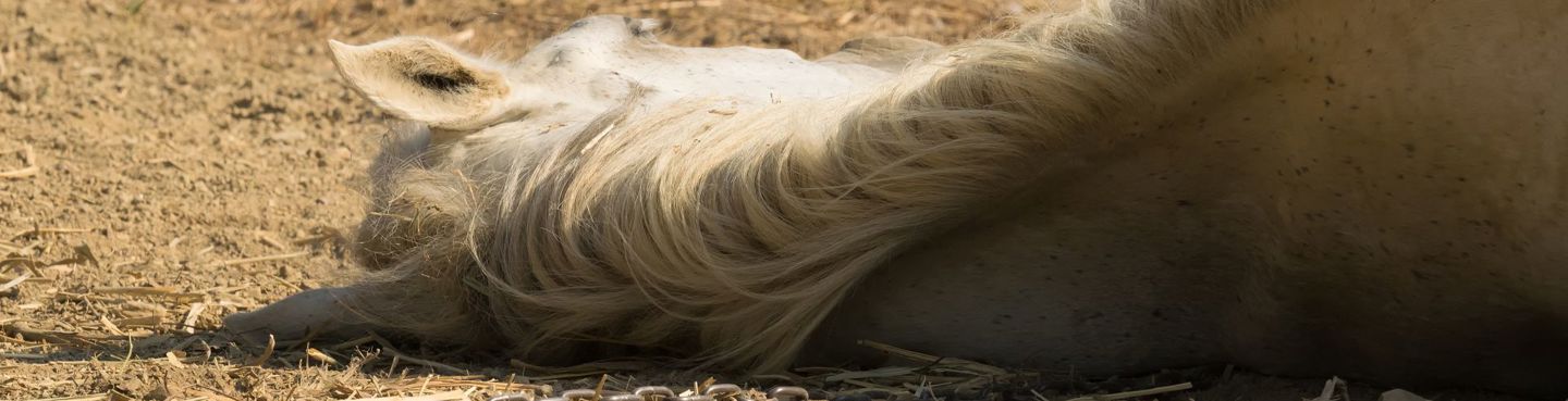 Netop aflivet hest ligger på jorden