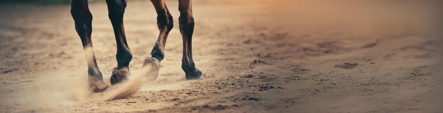 Nærbillede af hesteben og hove. Hesten rider i en indedørs ridehal med sandunderlag.